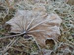 Frost On A Fall Leaf